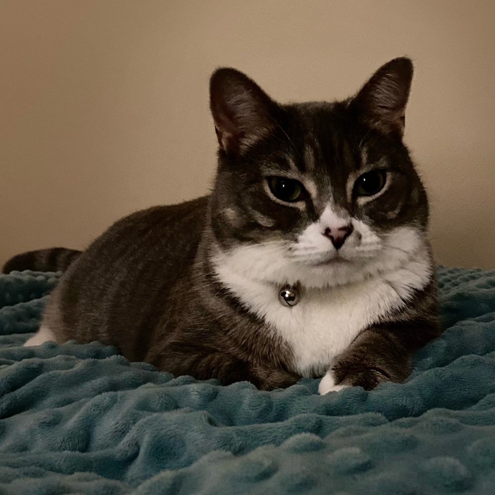 Please help my beloved cat